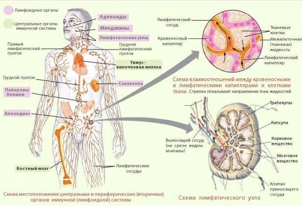 Глимфатическая система (иллюстрация с сайта https://arhimpeless.wordpress.com) 