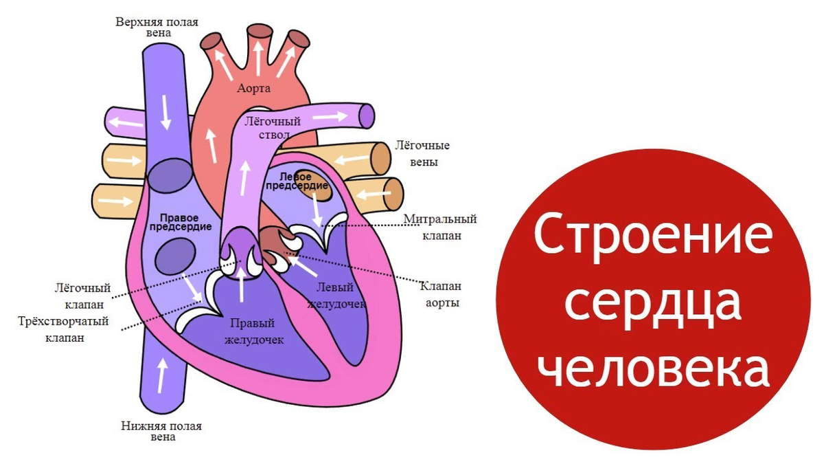 Направление движения крови вен. Внутреннее строение сердца человека схема. Строение сердца клапаны сердца круги кровообращения. Строение митрального клапана сердца человека. Строение сердца кровь.