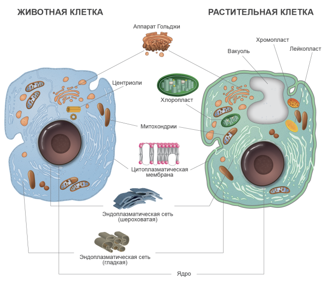Органоиды клетки схема клетки