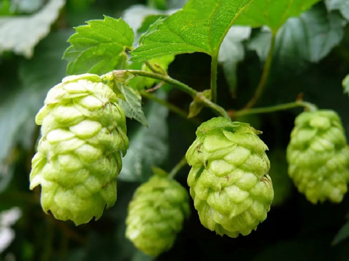 Хмель. Все фото из свободного доступа Яндекс. Картинки. 