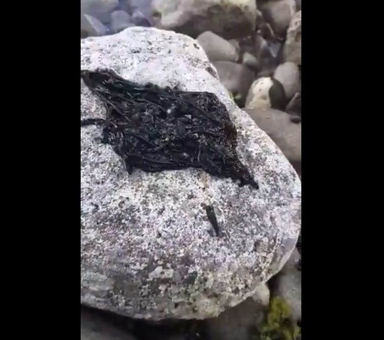 Скриншоты видео с твиттера.