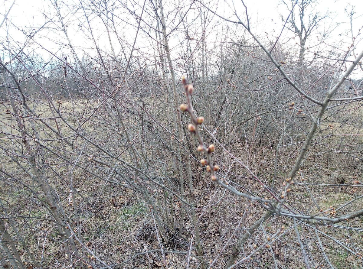 Весна на самоизоляцию не уходит. Первоцветы уже цветут, а на деревьях  распускаются почки | Прекрасное рядом | Дзен