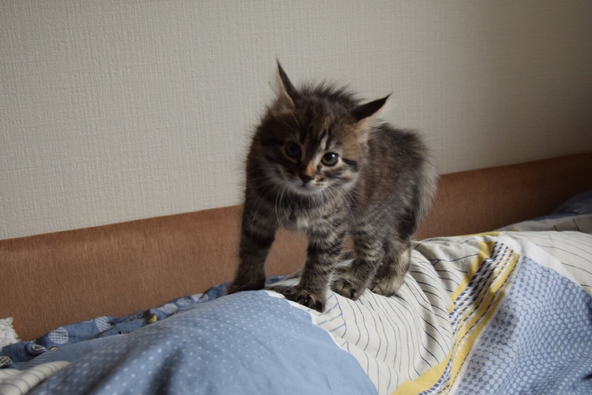 Хозяева показывают что-то очень страшное 