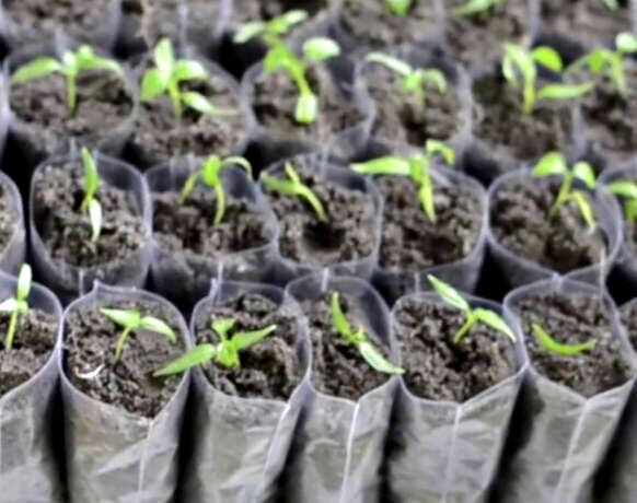 Как правило, многие садоводы торопятся — стремясь получить первый урожай пораньше, сеют рано. А получается так, что при нехватке света рассада развивается плохо. Ослабленные растения очень часто заболевают очень опасным грибковым заболеванием — «черной ножкой».