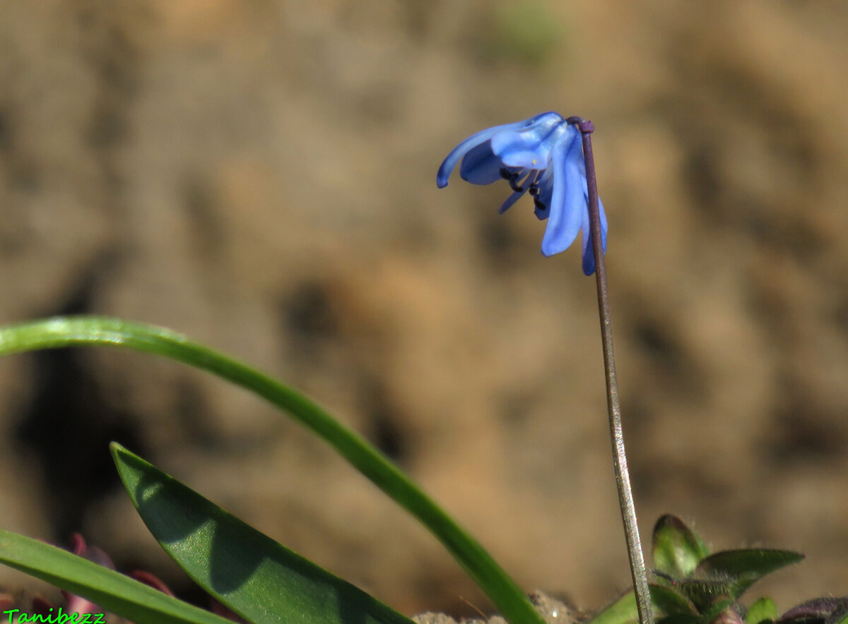 Пролеска Сибирская Scilla Siberica