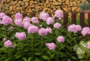 Иллюстрация для статьи используется по стандартной лицензии ©stroi-rasti.ru