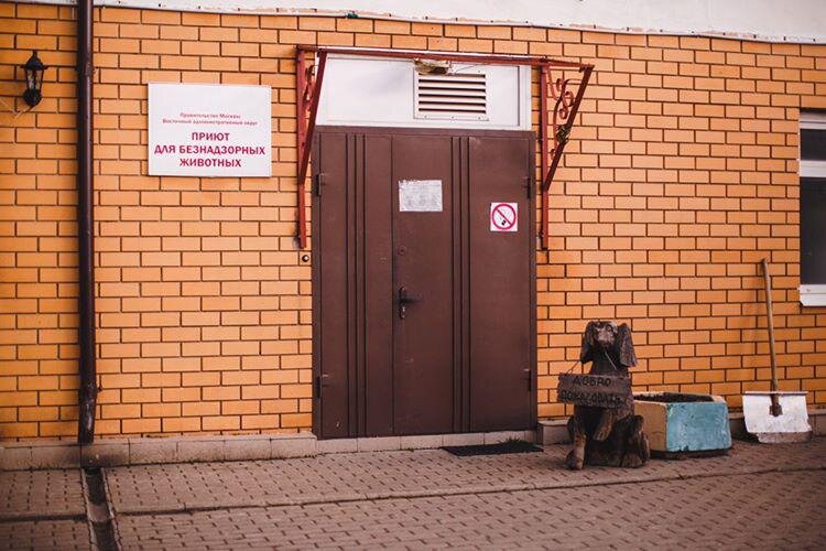 Муниципальный приют Кожухово.