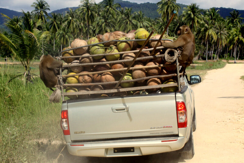 Кокосовая обезьяна Тайланд. Обезьяны сборщики кокосов. Обезьяны собирают кокосы. Кокос собирают.