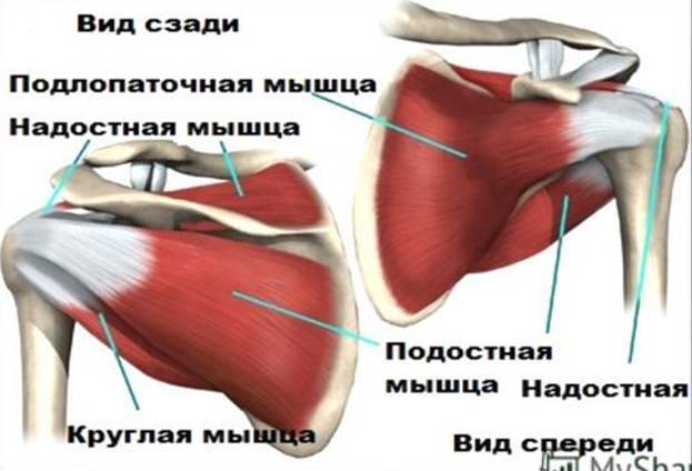 Подлопаточная область для прививки фото