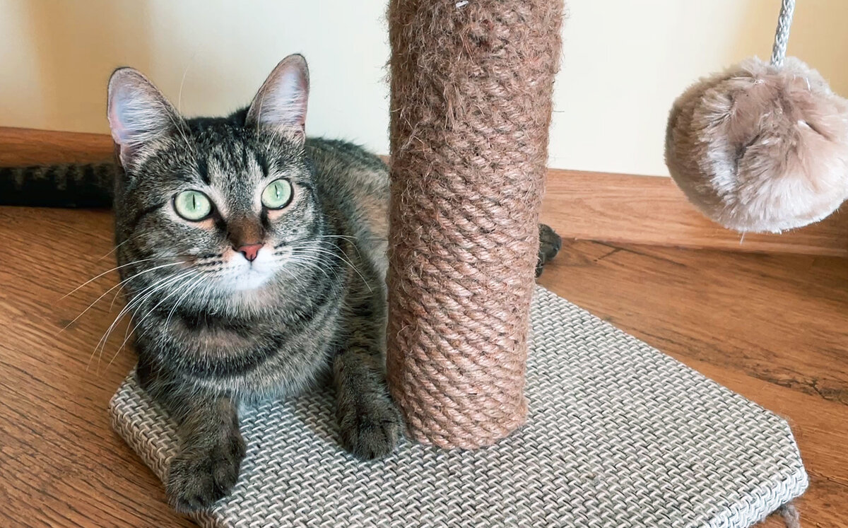 Муркиза у любимой когтеточки