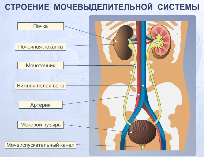 Kidneys. The kidneys are a pair of organs located in the back of the abdomen. Ea