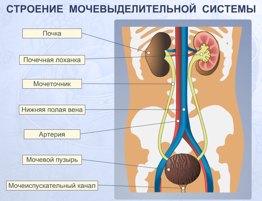 Общий принцип строения стенок мочевыводящих путей