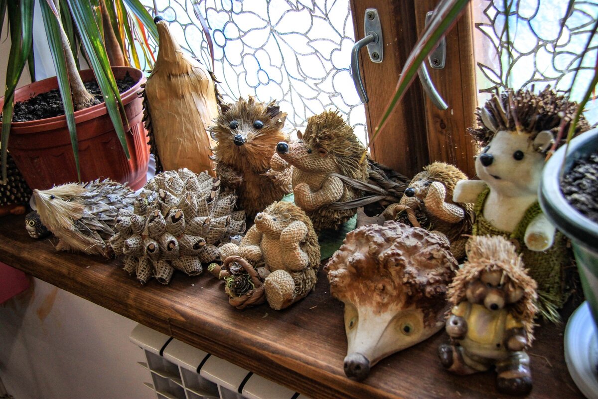 музей ежа. музей ежа петровича ярославская область. музей ежа. еж петрович музей ярославль. музей «ежа петровича» ростов.