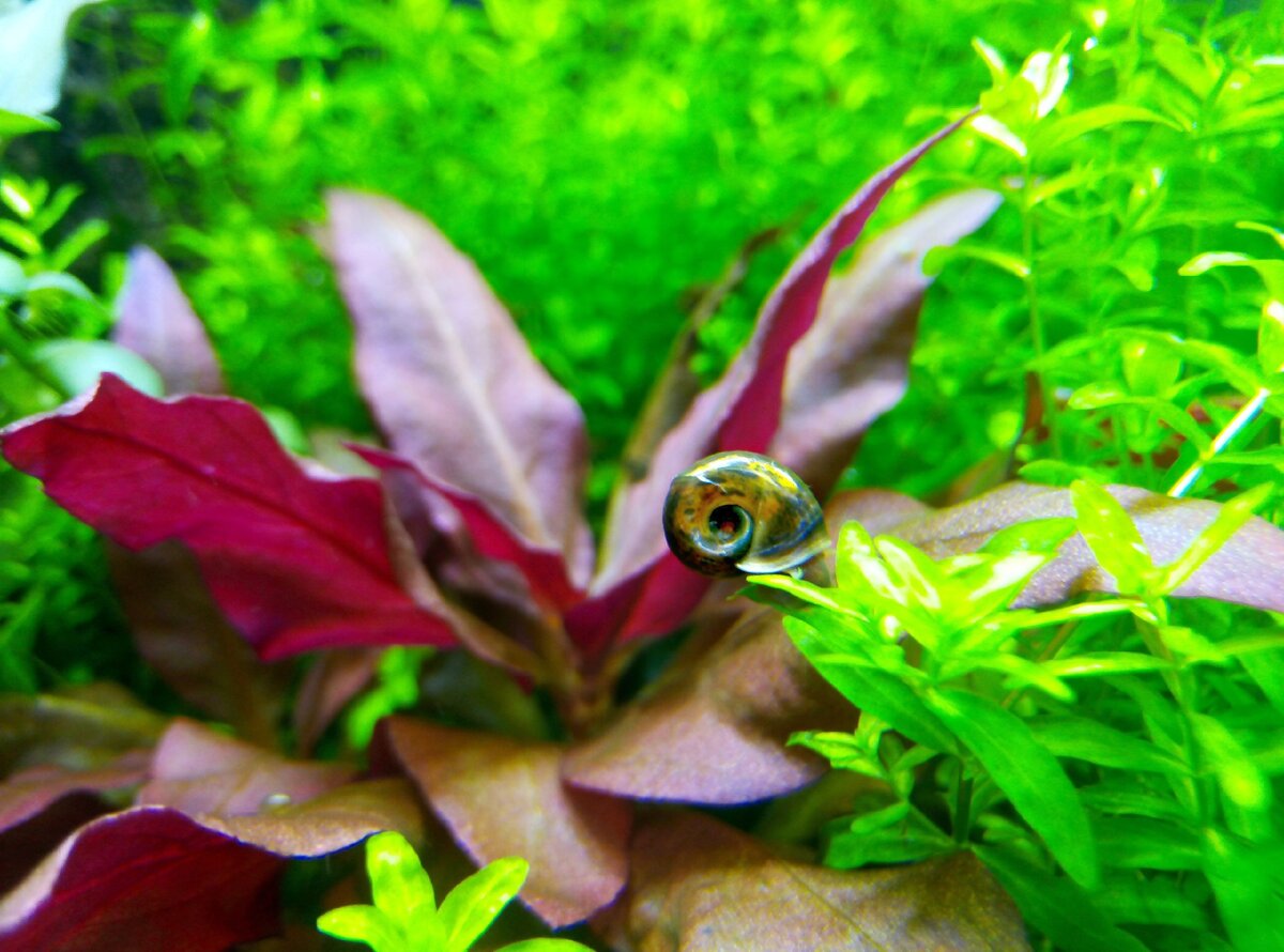 Из нашего небольшого фотосета с улиточкой) 