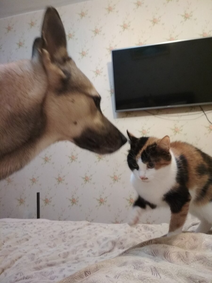 Это Клеопатра идёт по моим ногам, ближе к ушам, чтоб пожаловаться на Лаки, который ее уже 200раз облизал. 