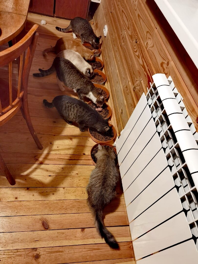 и здесь ужин