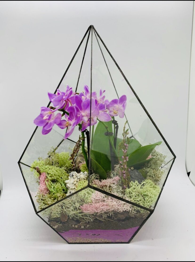 Наш флорариум 