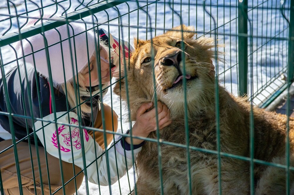 В реабилитационном центре Kilimanjaro Animal Crew Симба будет жить вместе с другим львом-инвалидом.