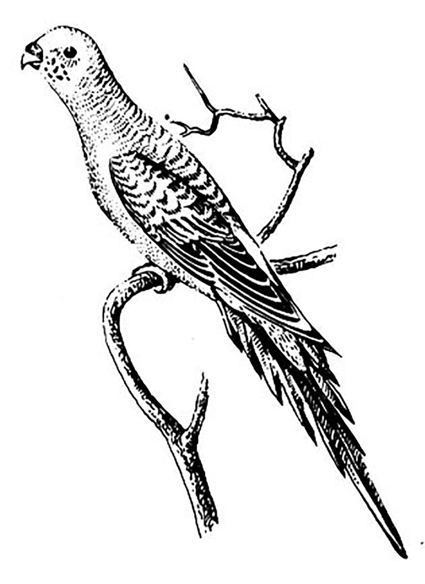 Впервые волнистого попугая описал в 1805 году английский естествоиспытатель Джордж Шоу, тогда же художник Фредерик Полидор Ноддер сделал рисунок-портрет.