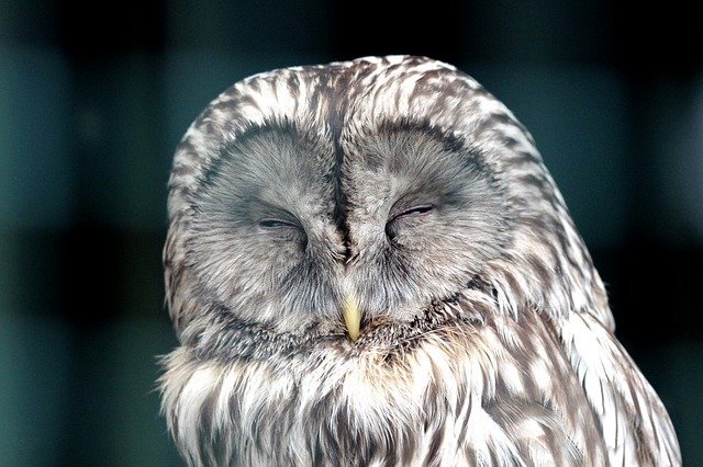 Источник: pixabay.com