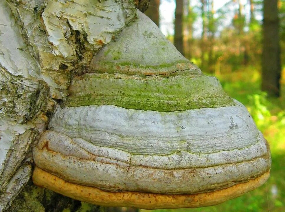 Фото 1,2. * Трутовик настоящий, (лат. Fomes fomentarius), трубчатый, верх серый, бежевый, низ бежевый, древесный сапрофит.
