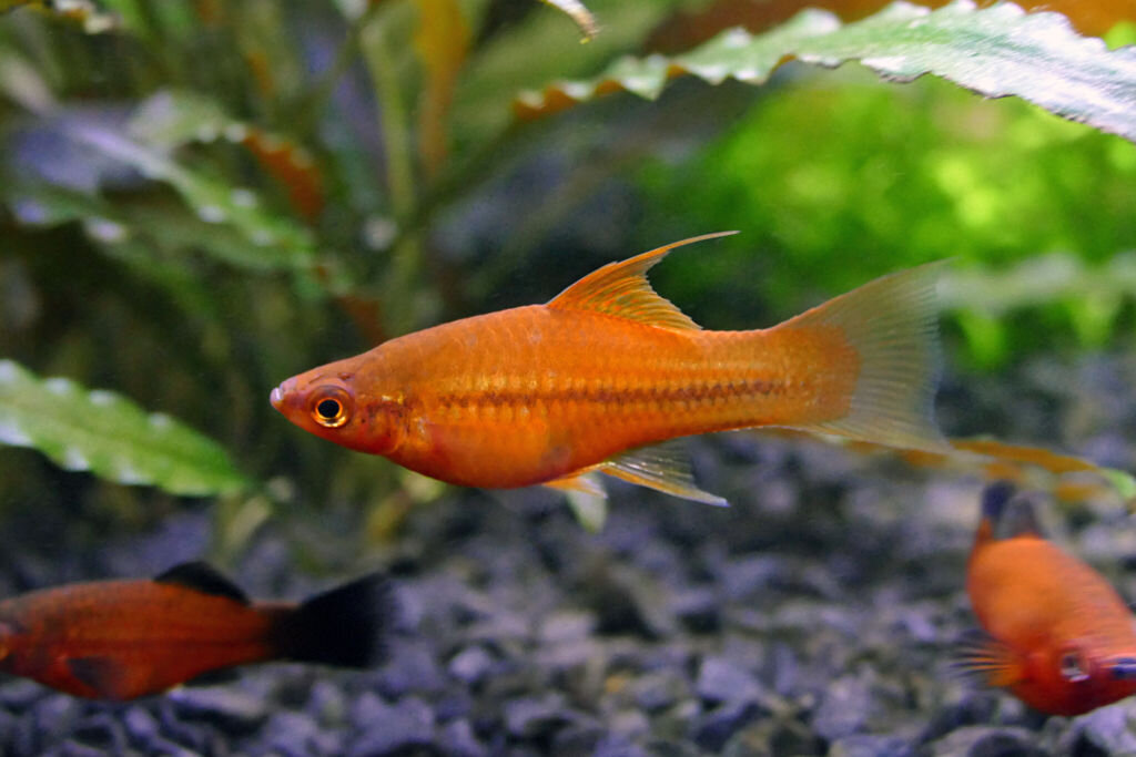 Фото из интернета