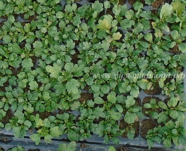 Черенки ампельной хризантемы