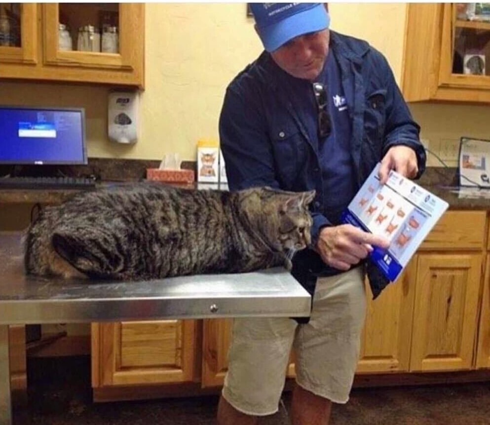 Почему толстые котики и песики это НЕ ми-ми-мило?2