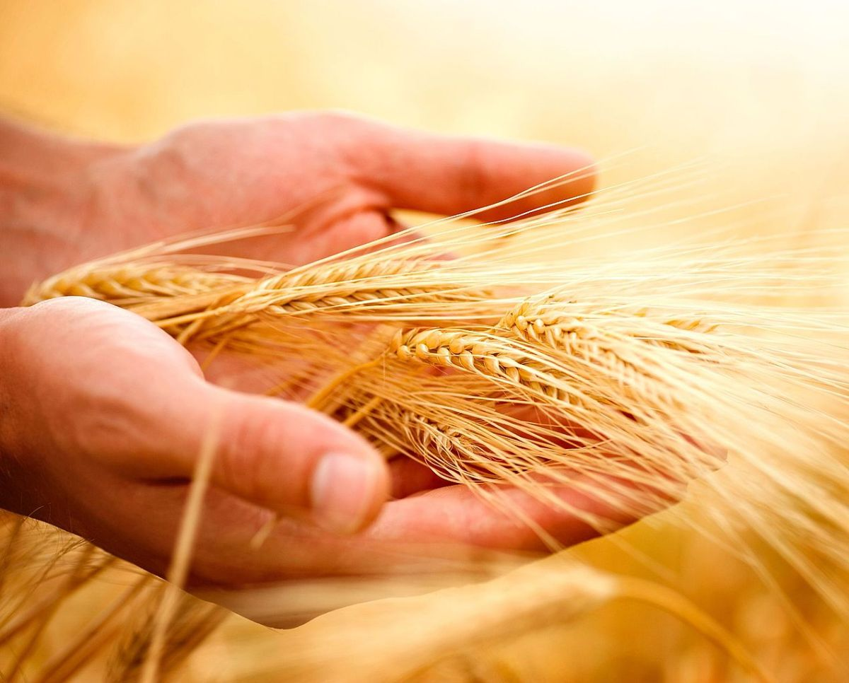 Руки с колосьями пшеницы. Колосок пшеницы. Жатва пшеницы. Колосья в руках.