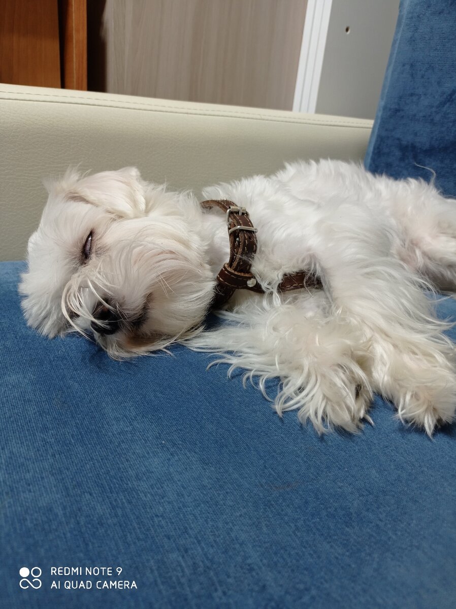 Он просто спит😅. 