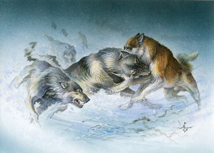 Рисунок собака и волк