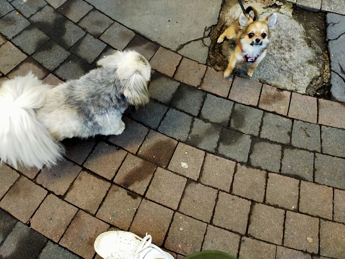 Я молодец??? Гляди, ни разу не гавкнула!