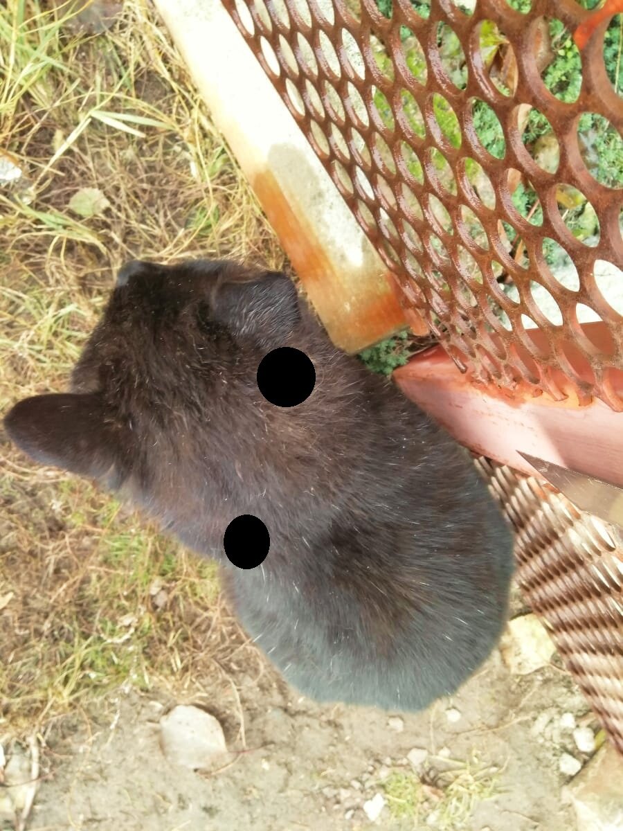 Пришлось скрыть из-за неприятного вида. То что есть, не пропустит Яндекс  Дзен