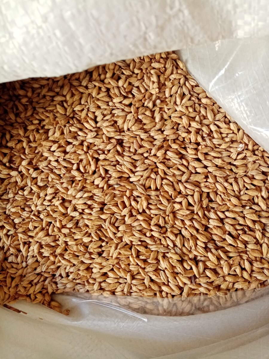 Светлый ячменный солод