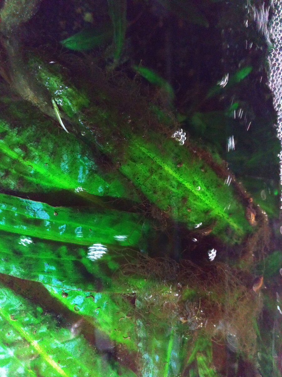 Например, вот так покрылись