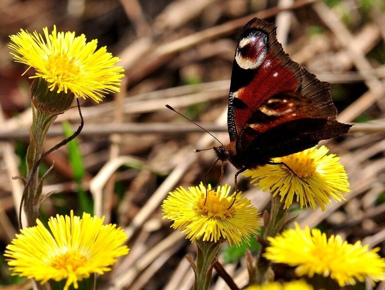 Жизнь насекомых весной. Насекомые весной. Первые весенние бабочки. Первые весенние насекомые. Первые бабочки весной.