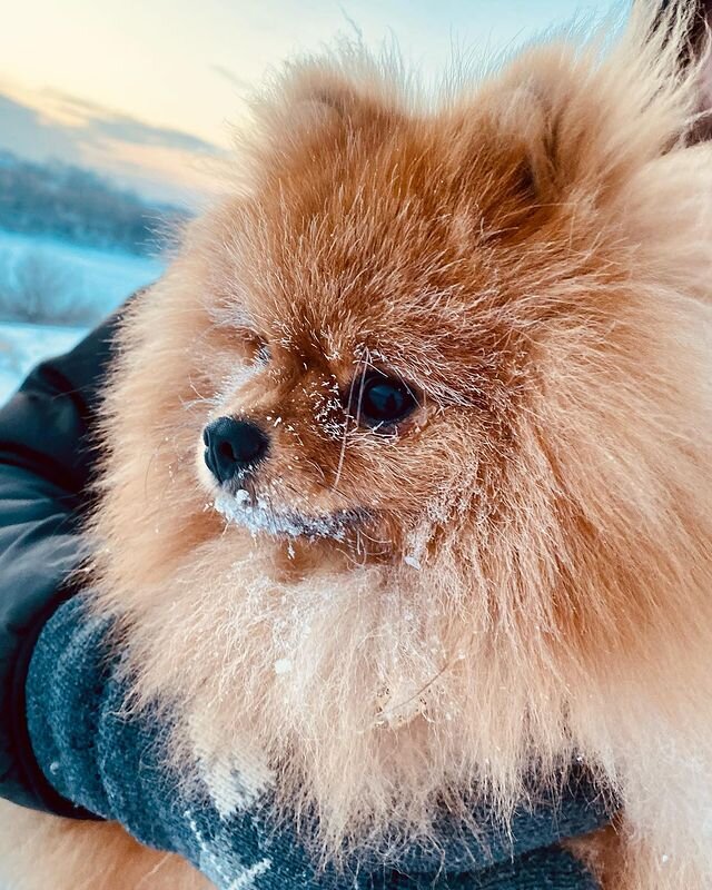 Гулять в мороз такое себе дело, но нужное:)