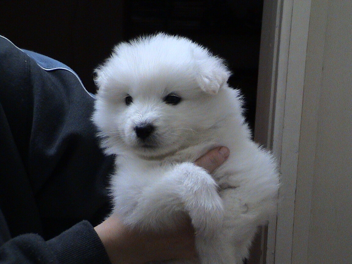 Вот таким привезли его домой.