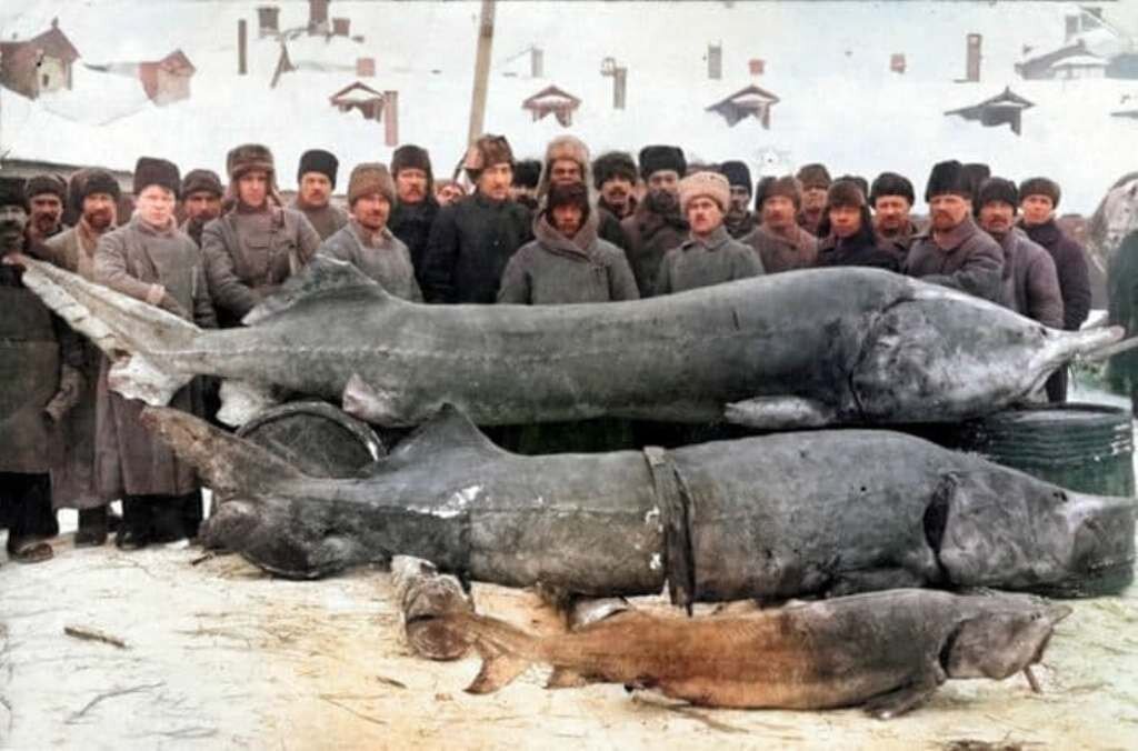 Фото взято в открытых источниках (мной реставрировано). 1924 год, белуга, выловленная в Волге