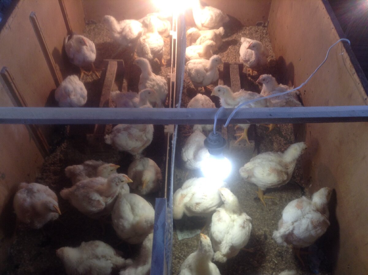 бройлеры в брудере