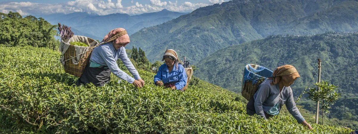 Чайная плантация в Индии (Shutterstock)