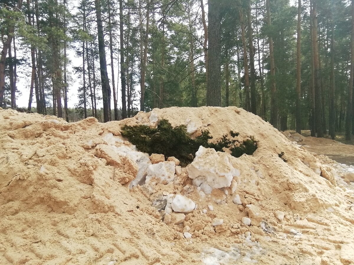 В куче опилок со снегом саженцы. 