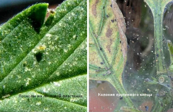 Колония паутинного клеща. Скрин фото автора