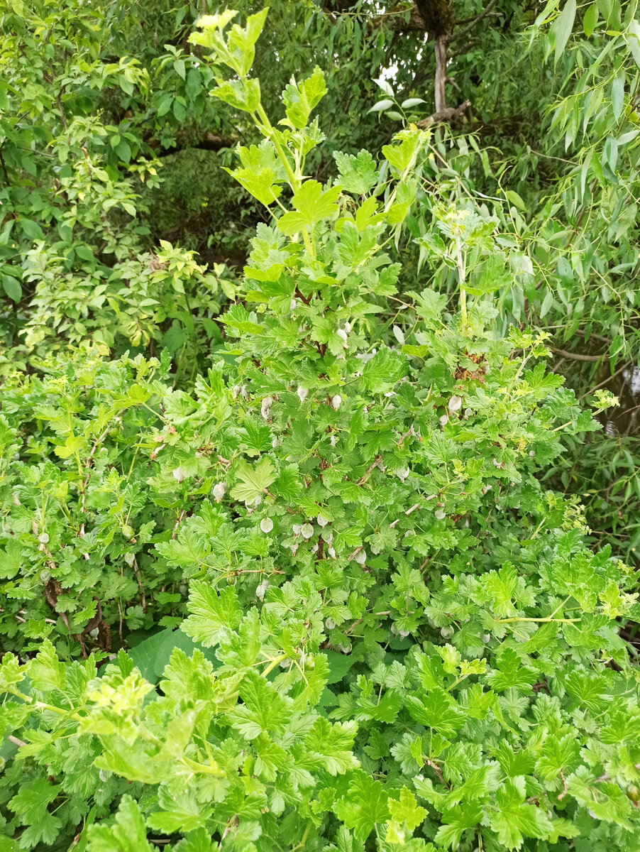 На фото видны пораженные ягоды