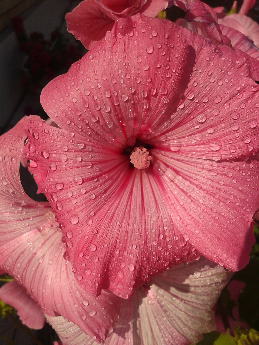 Фото из моей личной коллекции