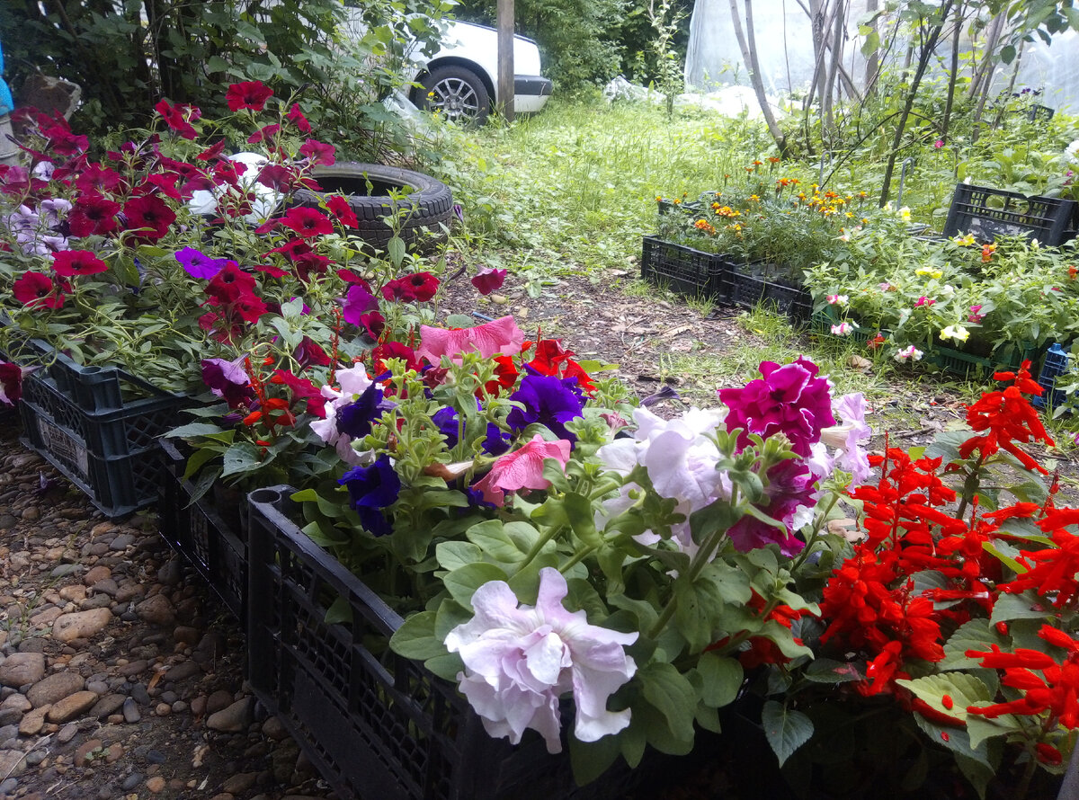 Цветы для продажи под навесом