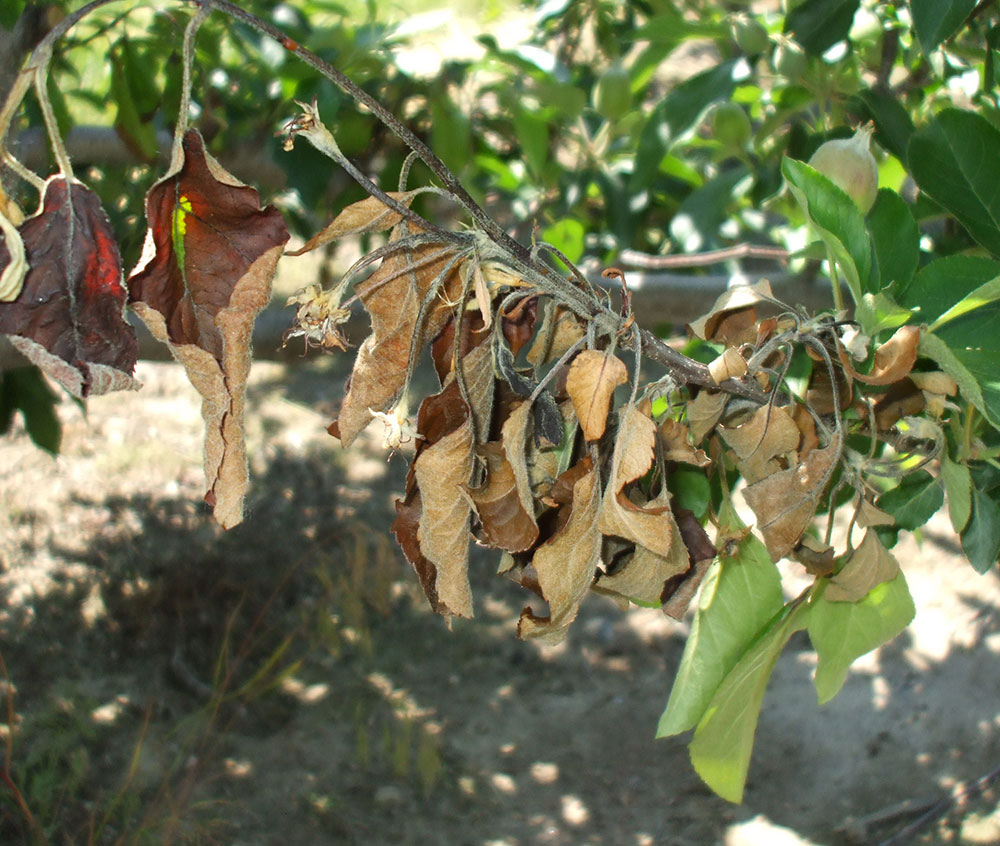 Вредители груши описание с фотографиями и способы лечения листьев