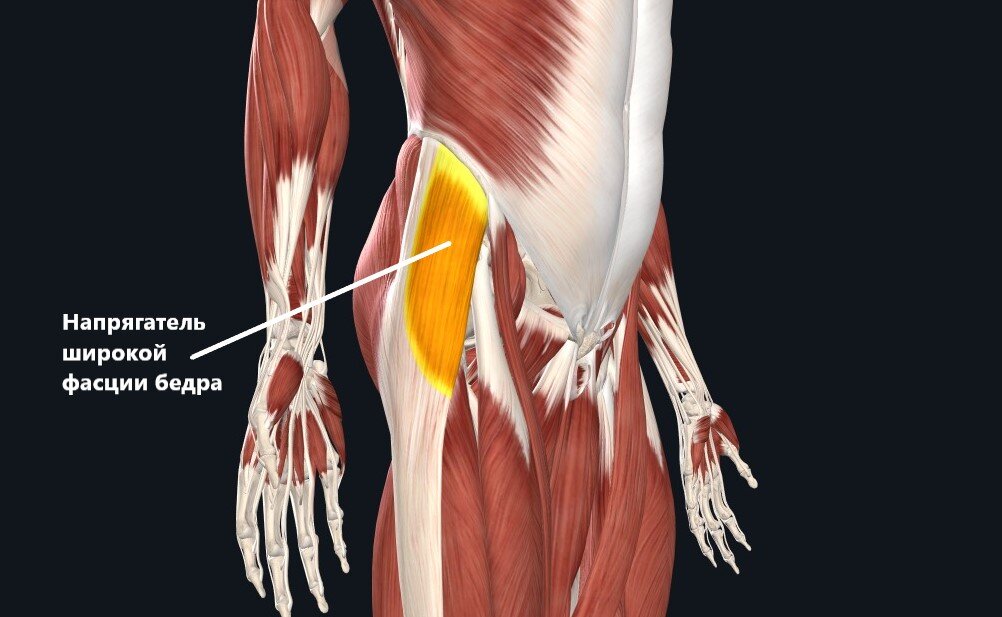 Подвздошно большеберцовый тракт. Напрягатель широкой.