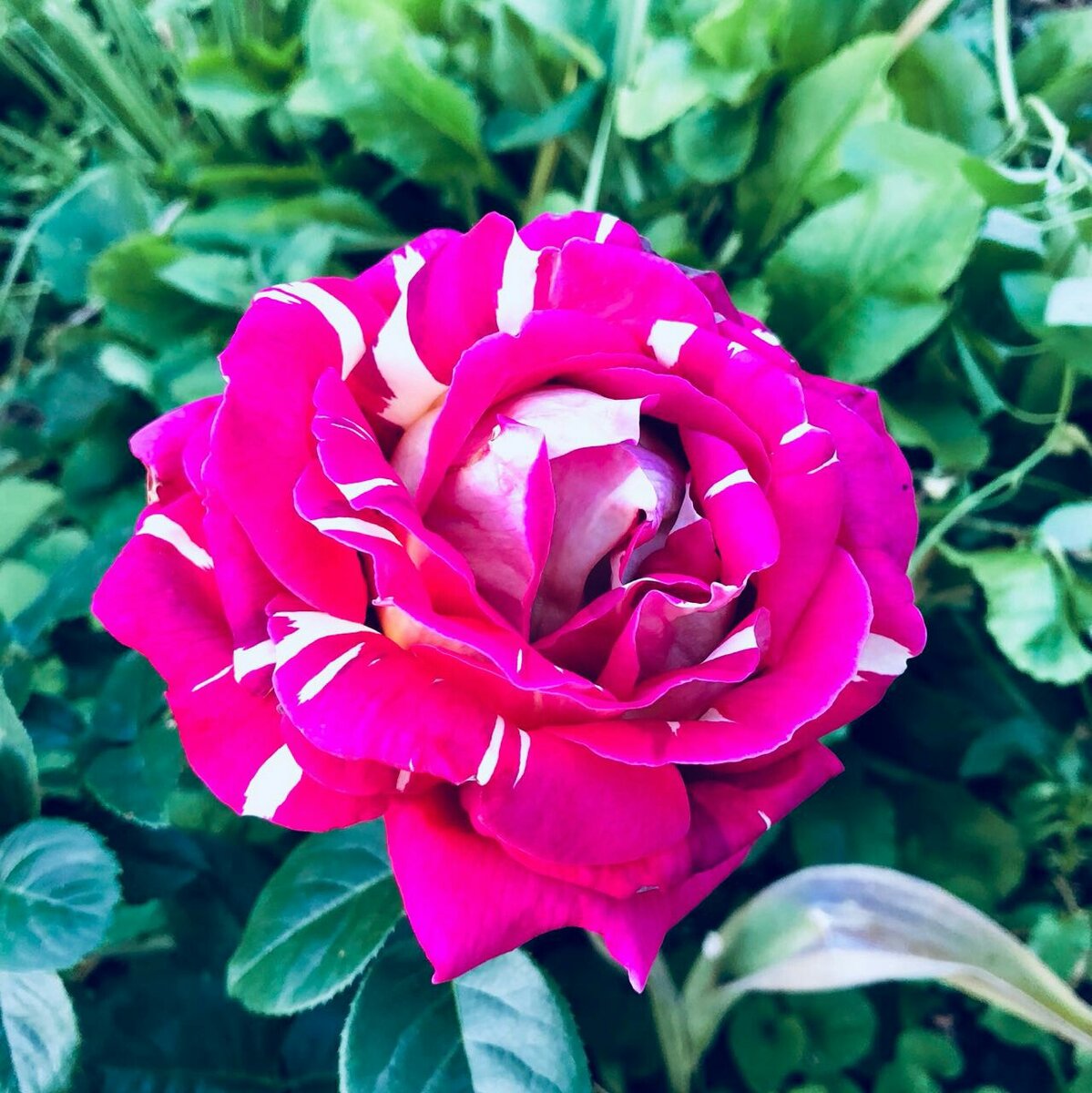 Rosa Damascene