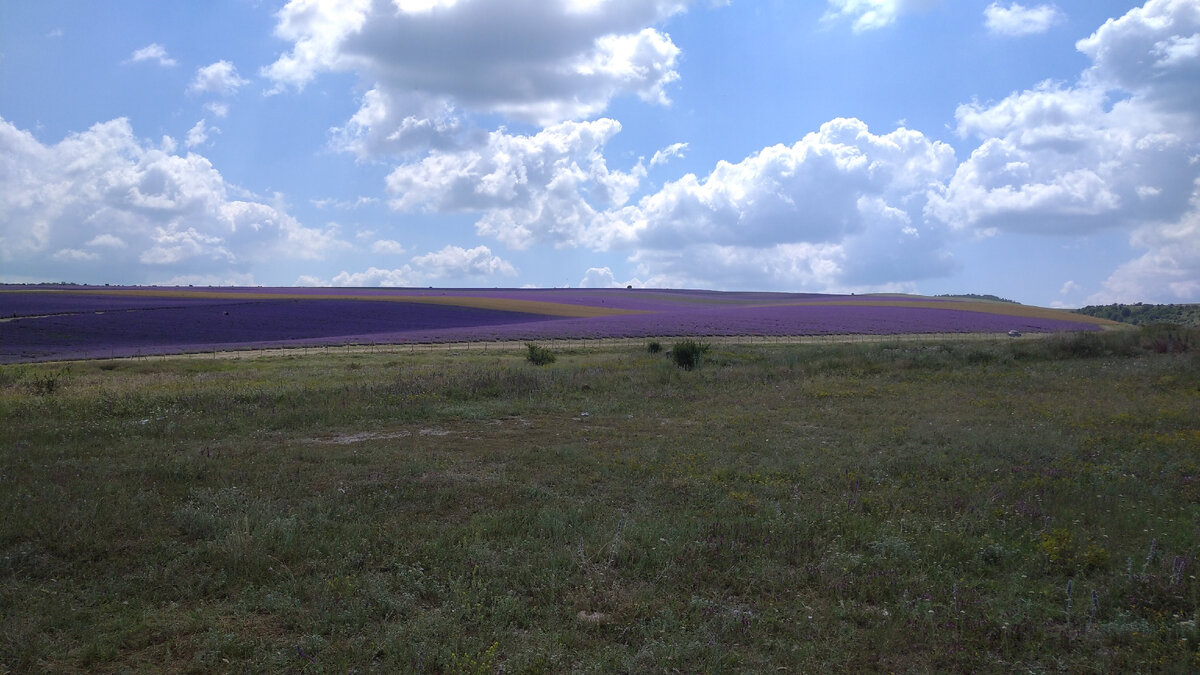 Лавандовые поля в Крыму  популярны у туристов